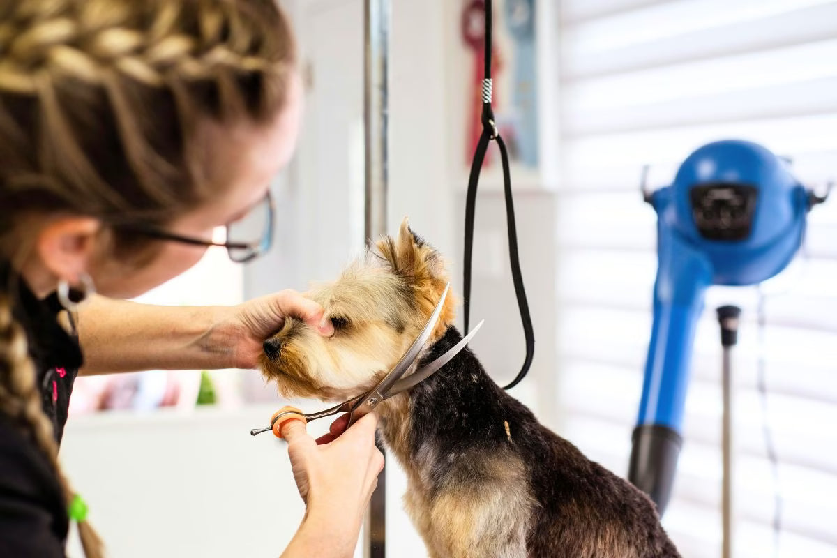 Keine Angst vorm Hundefriseur. Tipps & Tricks