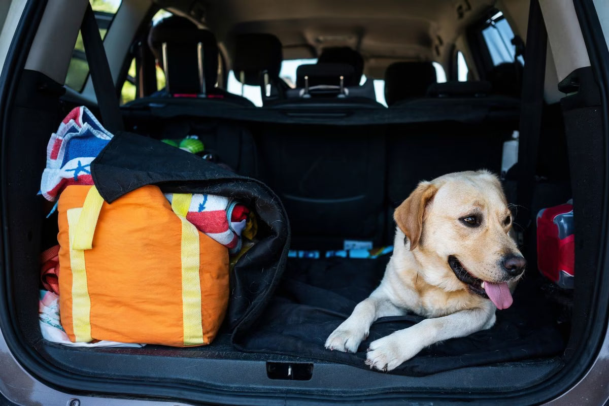 Reiseübelkeit bei Hunden, die Ursachen und Lösungen
