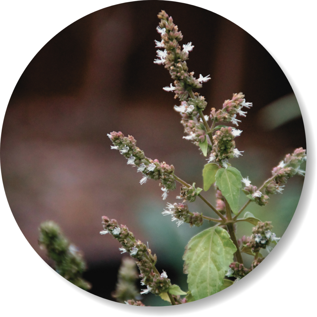 Ätherisches Öl, Patchouli, smellapies