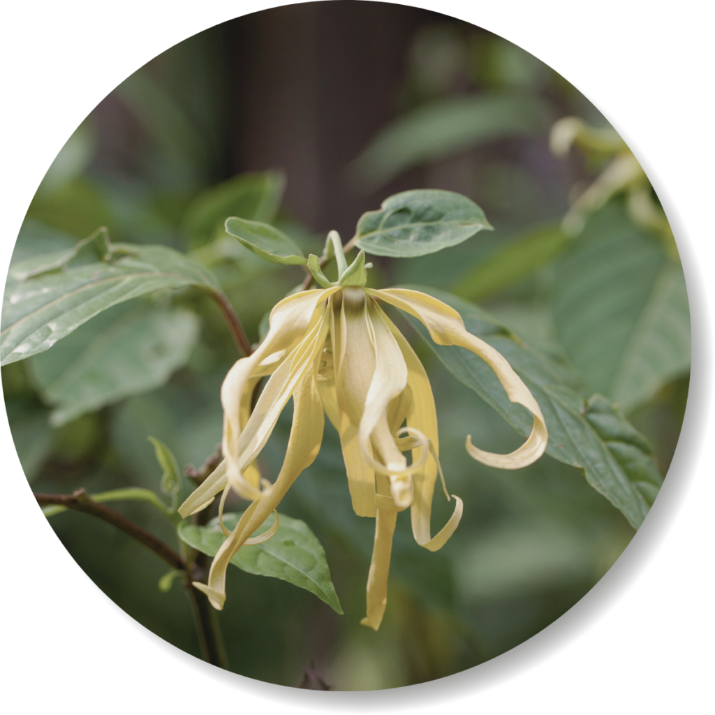 Ätherisches Öl, Ylang Ylang, smellapies
