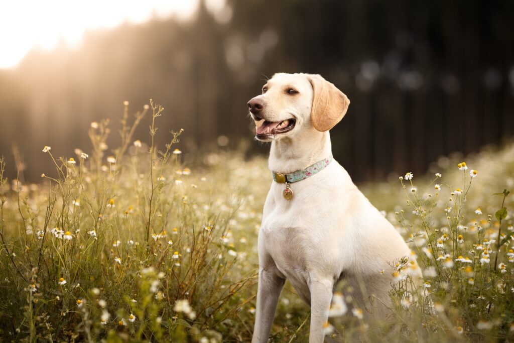 Sichere Anwendung von ätherischen Ölen bei Hunden, Hund im Kamillenfeld, smellapies