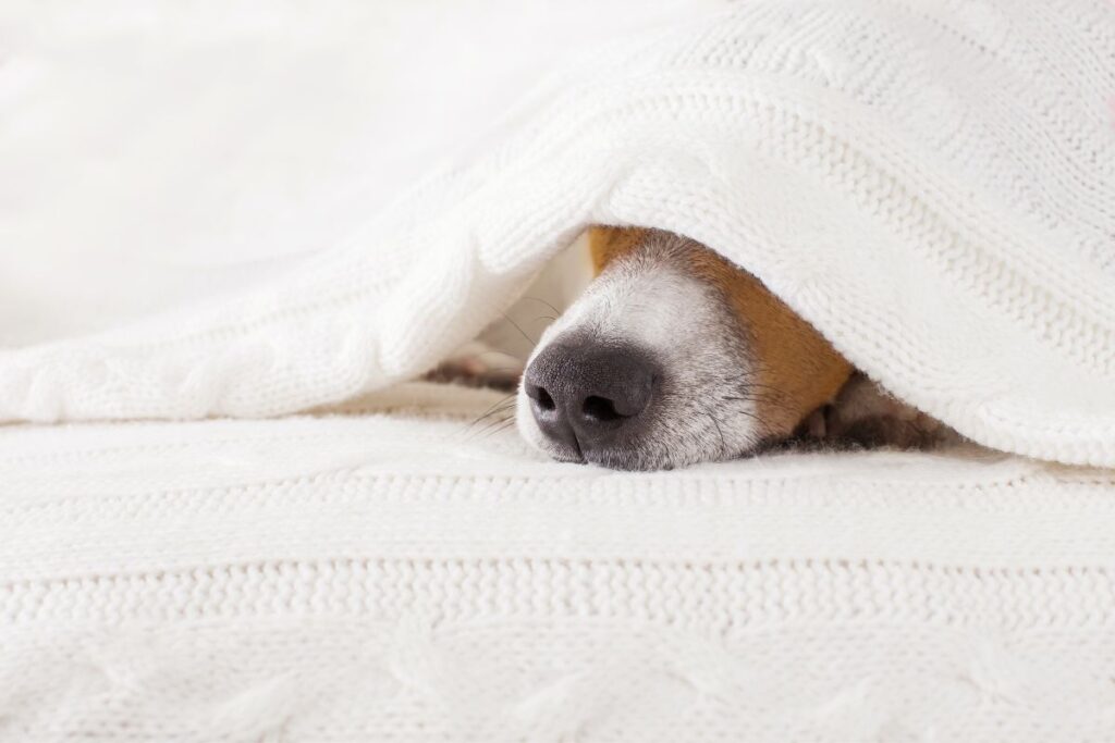 Hund liegt auf der Couch mit Decke über dem Kopf, smellapies