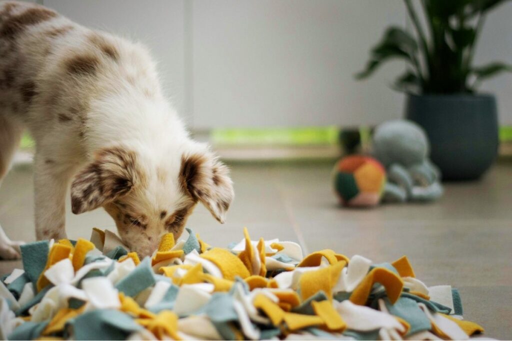 Australian shepherd schnüffelt am Schnüffelteppich, smellapies