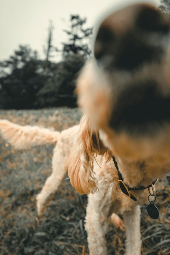 Hund hält Schnauze in die Kamera, smellapies