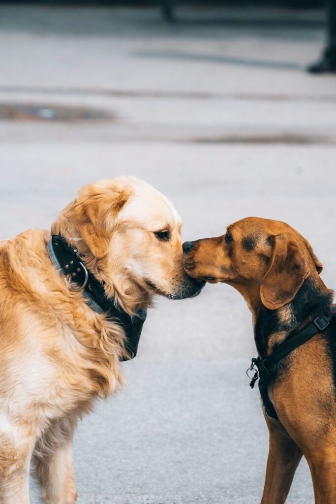 Hunde schnüffeln sich gegenseitig an, smellapies