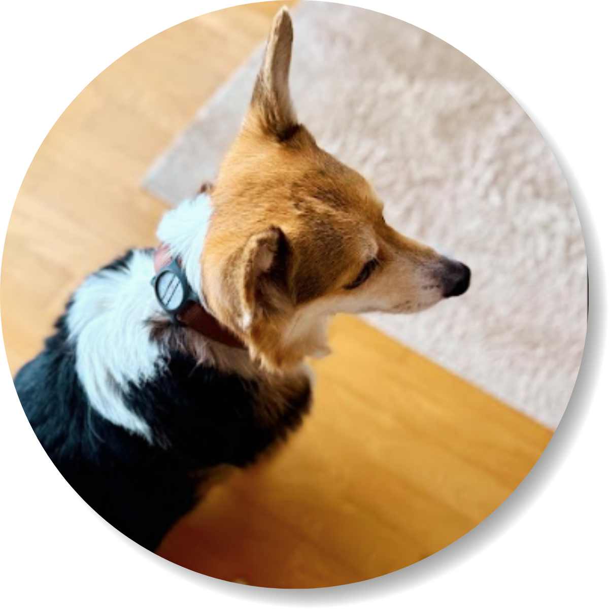 Hündin Deliah entspannt zu Hause mit smellapies, Kundenreferenz