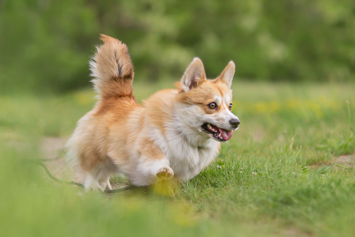 Hyperaktiver Hund rennt im Garten, smellapies