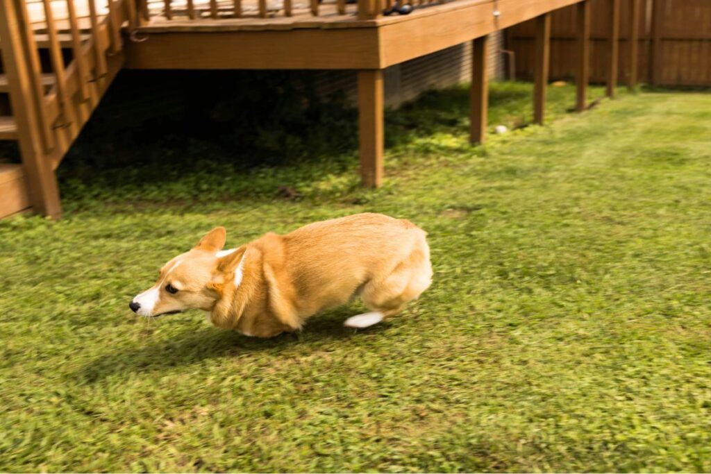 Hund rennt im Garten, smellapies