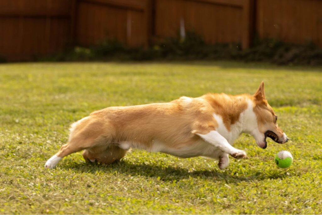 Hund spielt mit einem Tennisball im Garten, smellapies