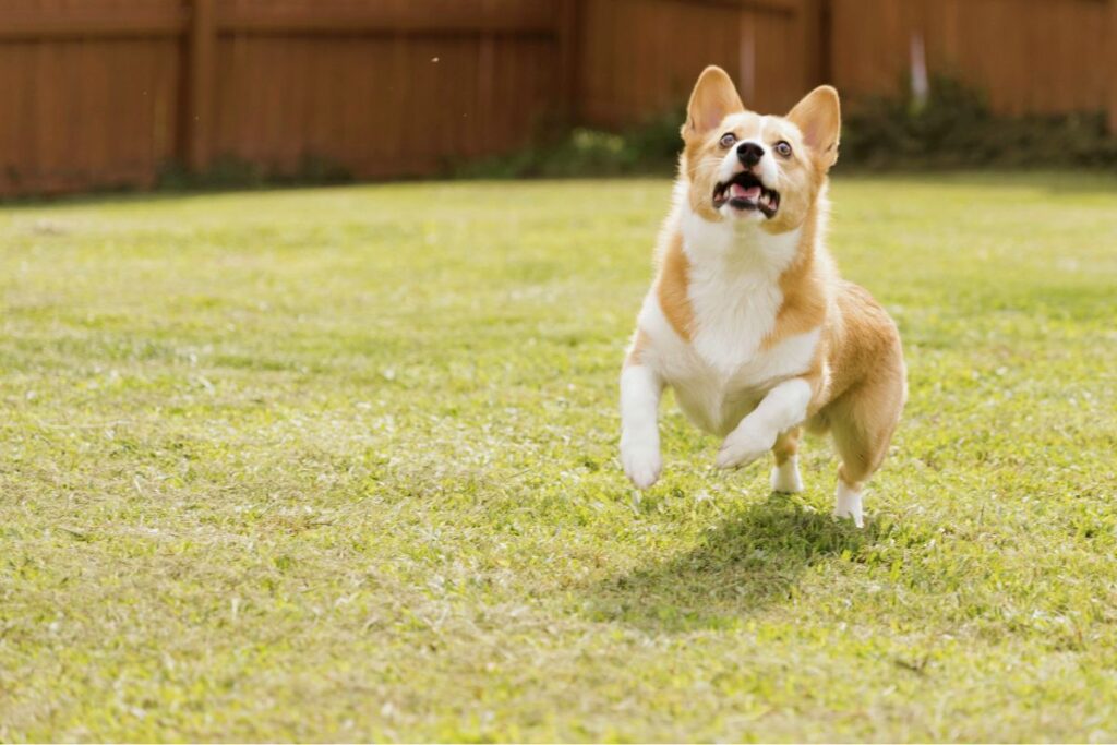 Hund springt im Garten herum, smellapies