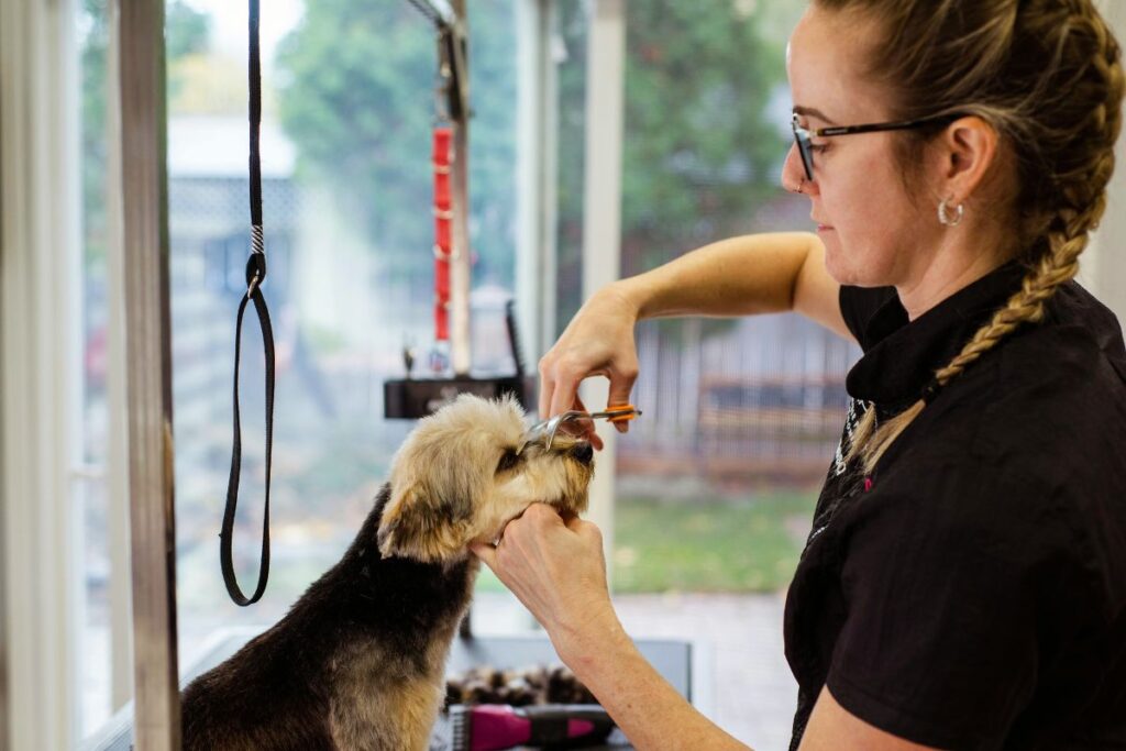 Blogbeitrag, keine Angst vor dem Hundefriseur, Hund entspannt Haare schneiden, smellapies