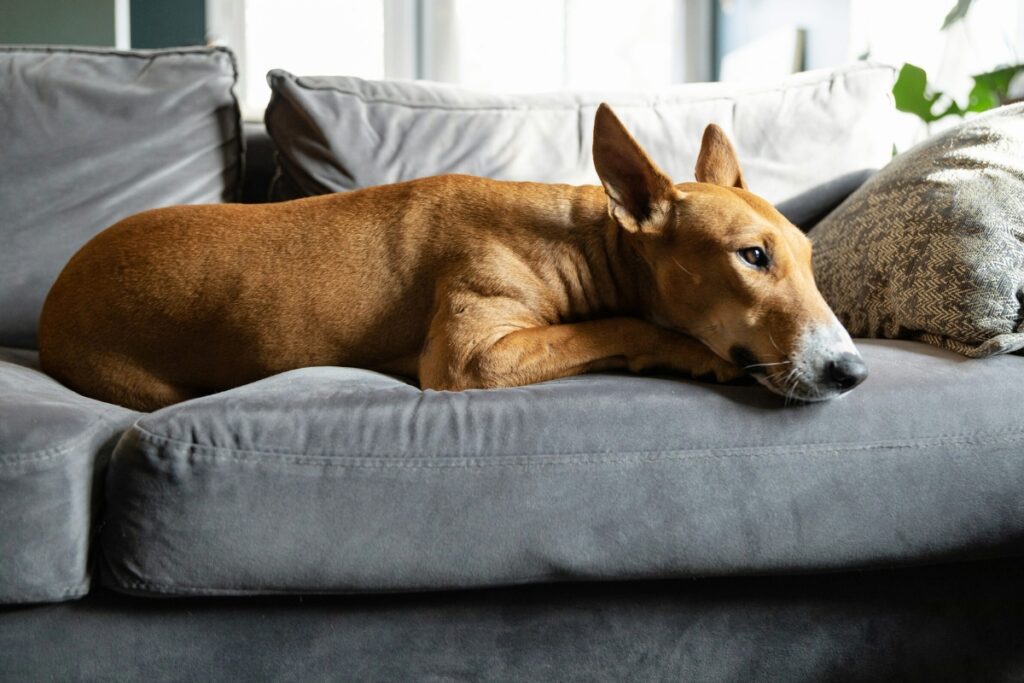Blogbeitrag, Mein Hund liebt es, Hund chillt auf der Couch, smellapies