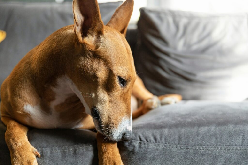 Blogbeitrag, Mein Hund liebt es, Hund entspannt auf der Couch, smellapies