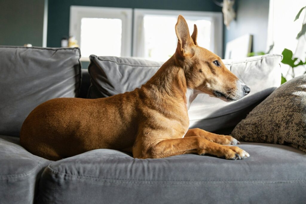 Blogbeitrag, Mein Hund liebt es, Hund schaut neugierig, smellapies