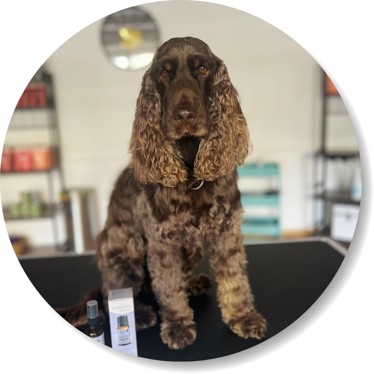 Kundenrezension, Hund Charly, smellapies