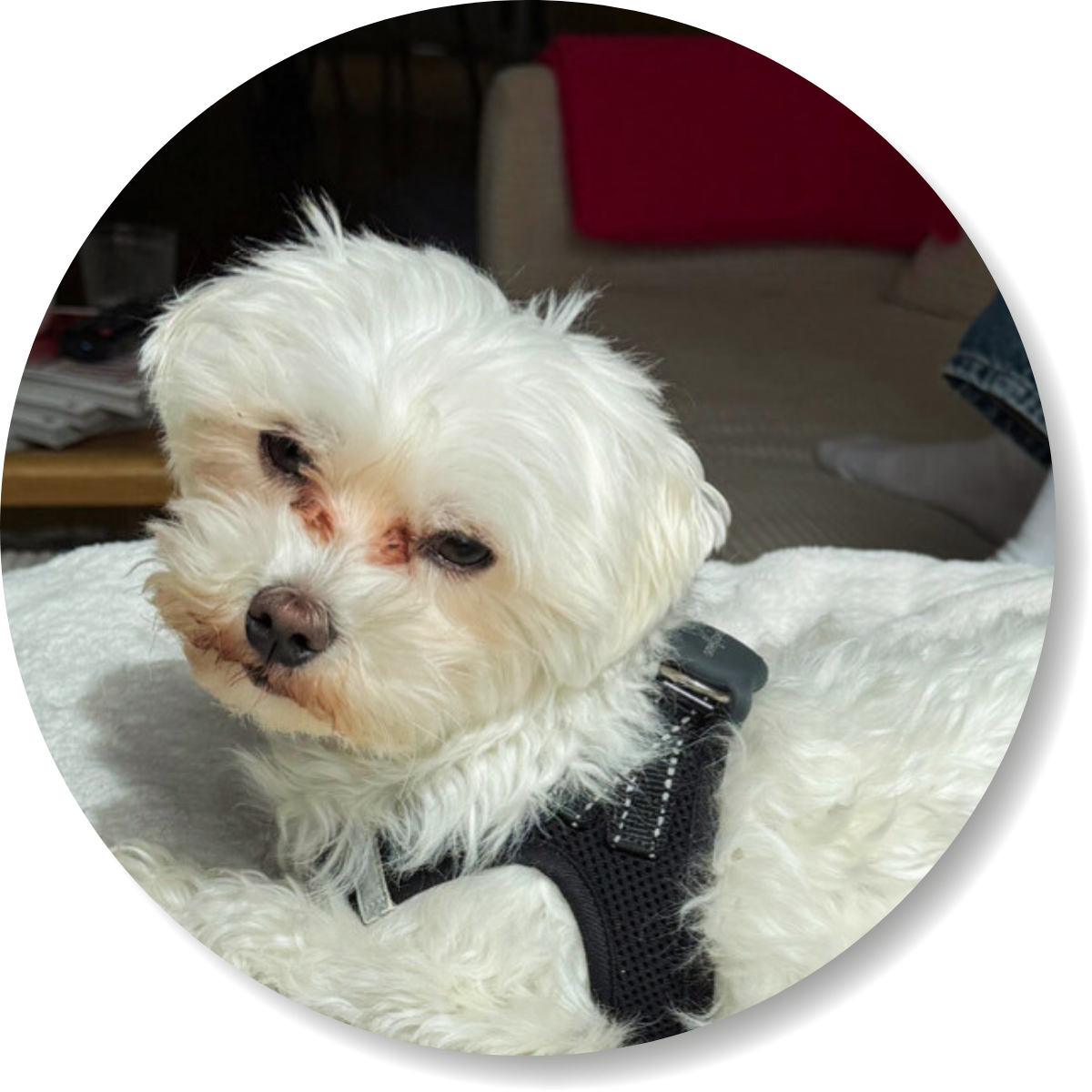 Kundenrezension, Hund Merlin, smellapies