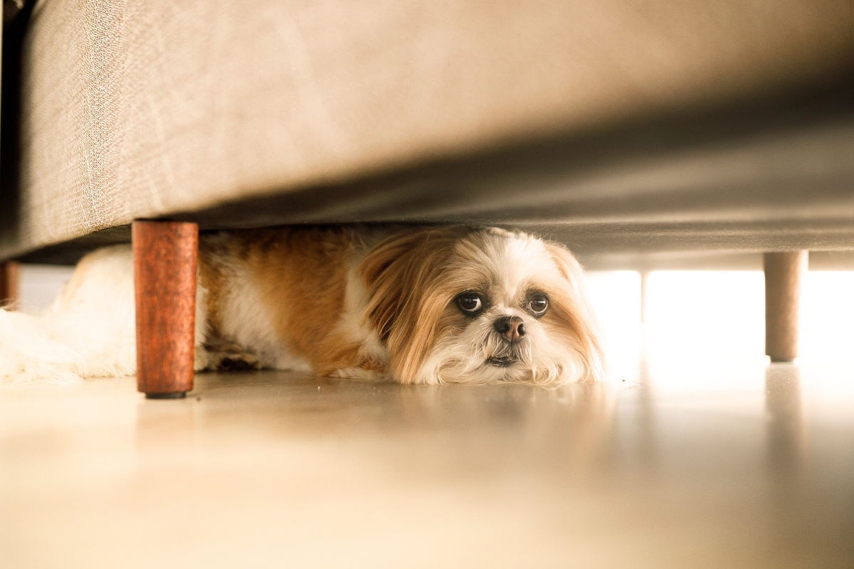 Blogbeitrag, Traumata beim Hund, Hund versteckt sich unter der Couch, smellapies