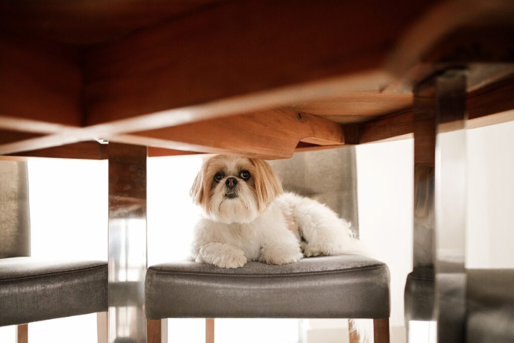 Blogbeitrag, Traumata beim Hund, Hund versteckt sich unter dem Tisch, smellapies