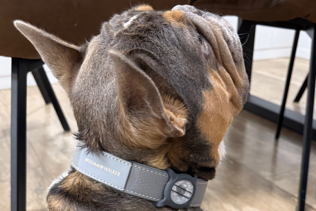 Blogbeitrag, Wie unser System die Duftanwendung bei Hunden revolutioniert, Bulldogge Henri trägt das smellieCase, smellapies