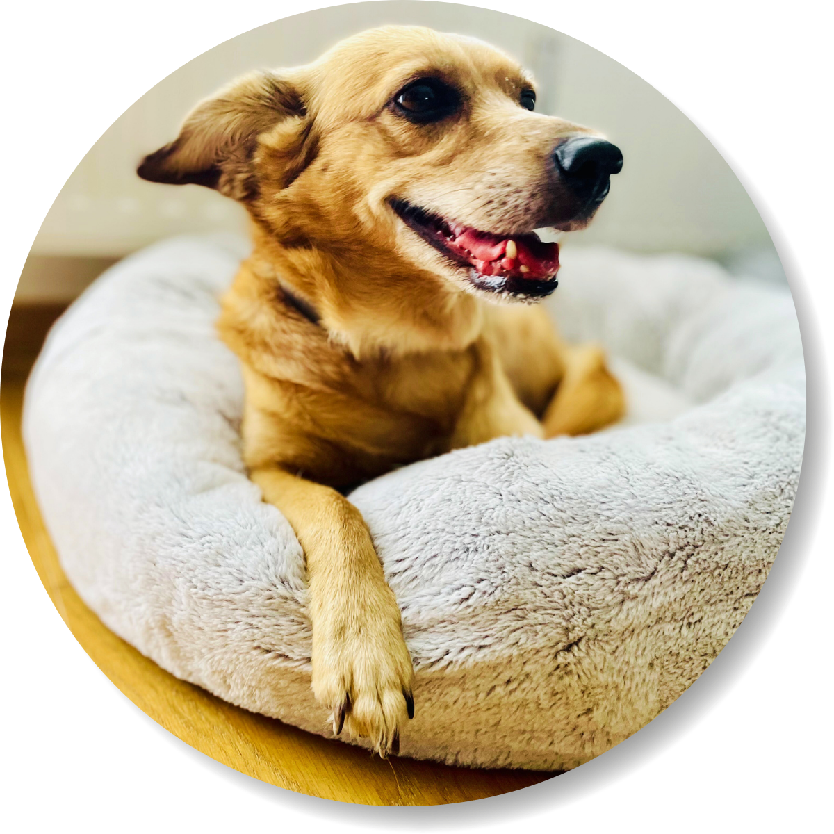 Kundenrezension, Hündin Shady, smellapies