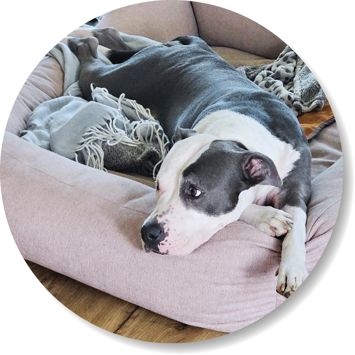 Kundenrezension, Hündin Sky, smellapies