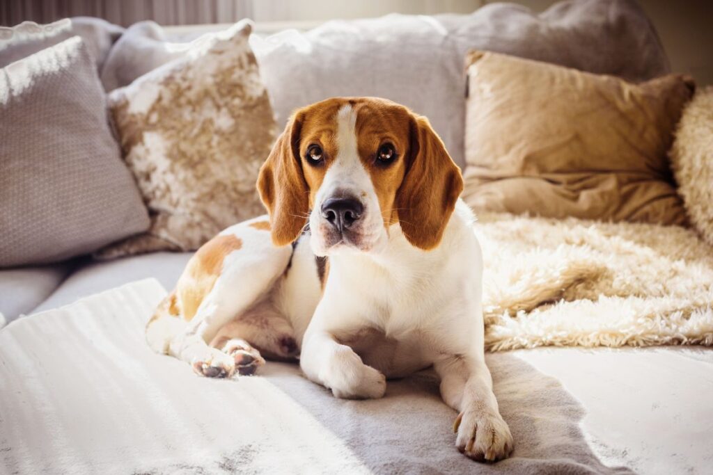 Blogbeitrag, mehr Drive für deinen Hund, Hund liegt auf der Couch, smellapies