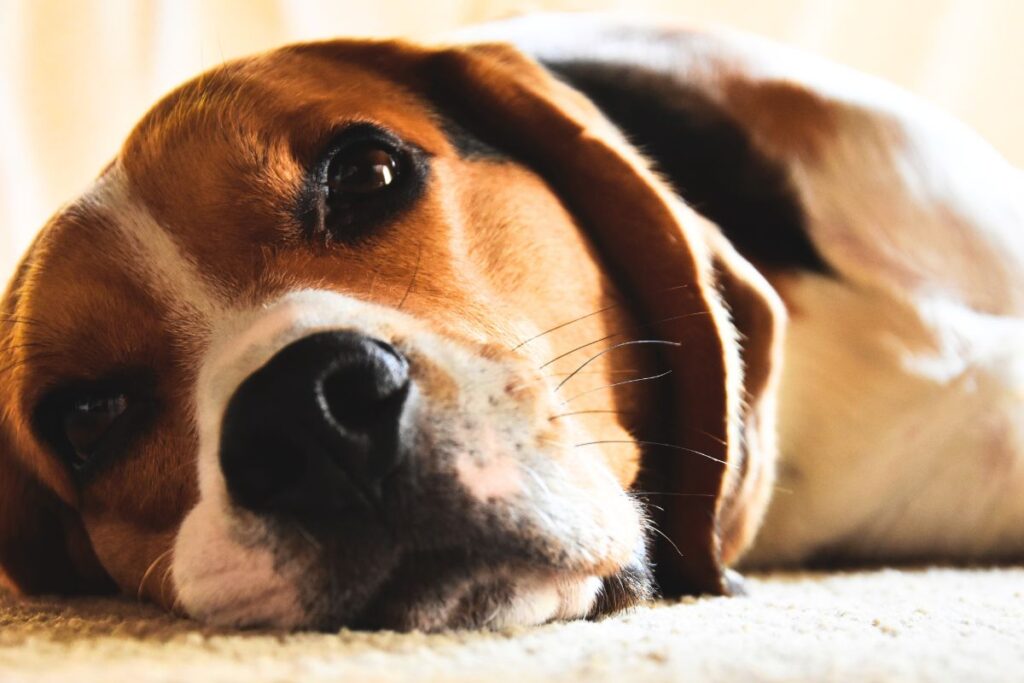 Blogbeitrag, mehr Drive für deinen Hund, Hund liegt auf dem Boden, smellapies