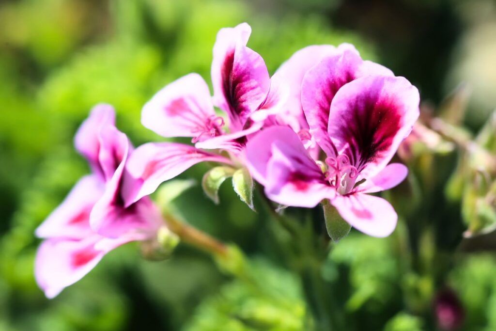 Blogbeitrag, Duftprofil Rosengeranie, Blüten, smellapies