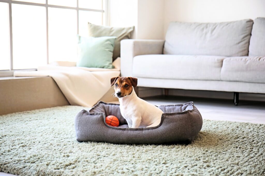 Blogbeitrag, Hunde Angst vor Feuerwerk, sitzt in seinem Bettchen, smelllapies