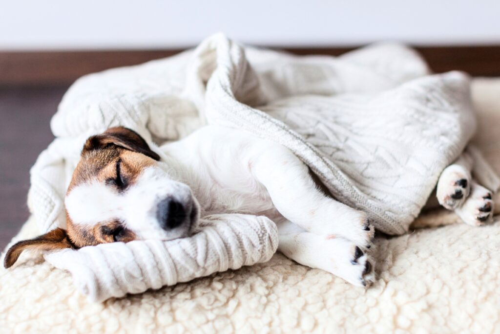 Blogbeitrag, Hund Angst vor Feuerwerk, liegt auf seinem Bettchen, smellapies