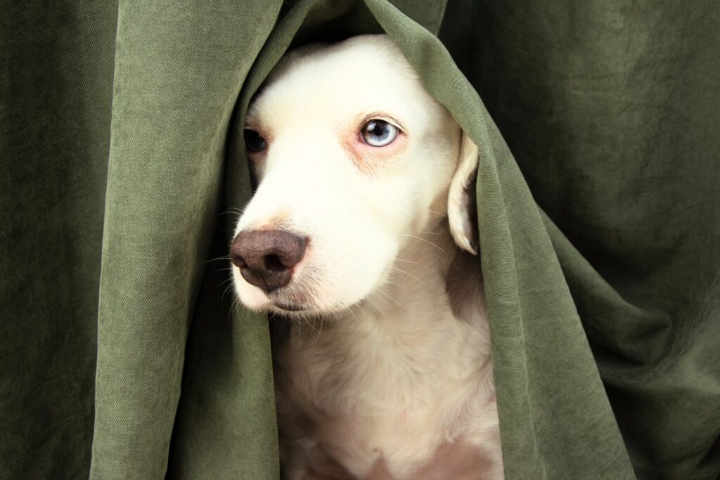 Blogbeitrag, Hund Angst vor Gewitter, versteckt sich unter der Decke, smelllapies