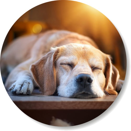 Hund liegt entspannt in der Sonne, smellapies