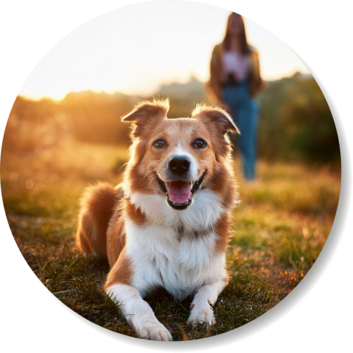 Hund in der Sonne mit Frauchen, smellapies