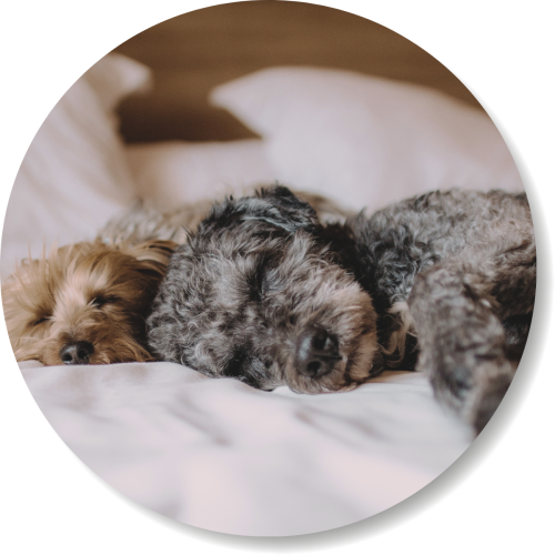 smellapies_natuerliche_hilfe_hunde Entspannte Hunde im Bett, smellapies